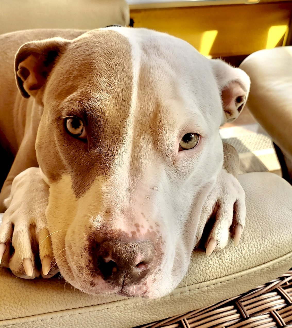 Gia
